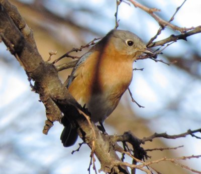 Eastern Bluebird