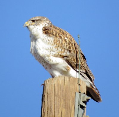 Ferruginous Hawk