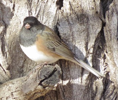 Dark-Eyed Junco