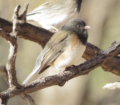 Dark-Eyed Junco