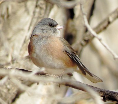 Dark-Eyed Junco