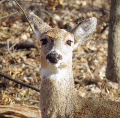 White-Tailed Deer