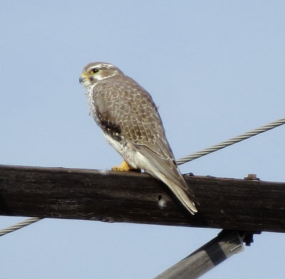 Prairie Falcon