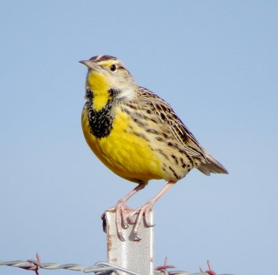 Eastern Meadowlark