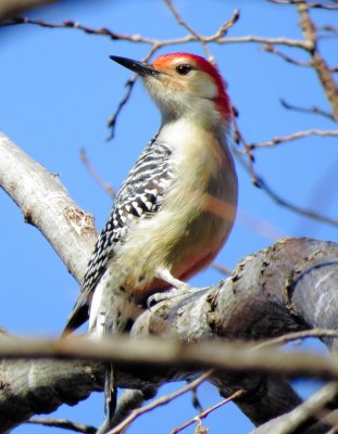 Red-Bellied Woodpecker
