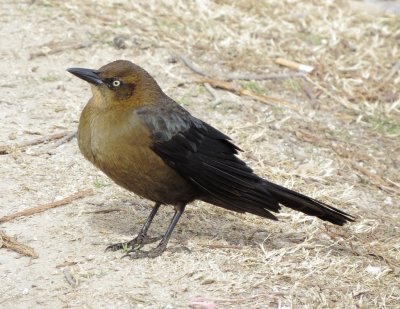 Great-Tailed Grackle