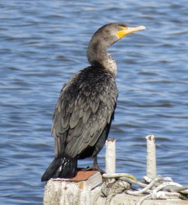 Double-Crested Cormorant
