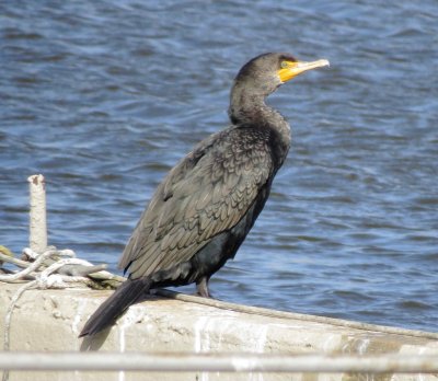Double-Crested Cormorant