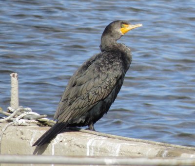 Double-Crested Cormorant
