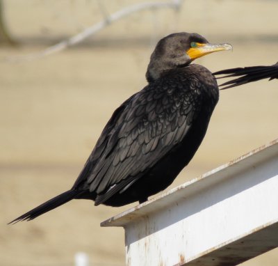 Cormorants and Anhinga