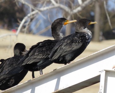 Double-Crested Cormorant