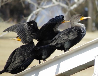 Double-Crested Cormorant