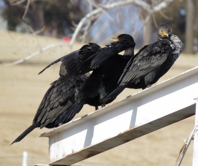 Double-Crested Cormorant
