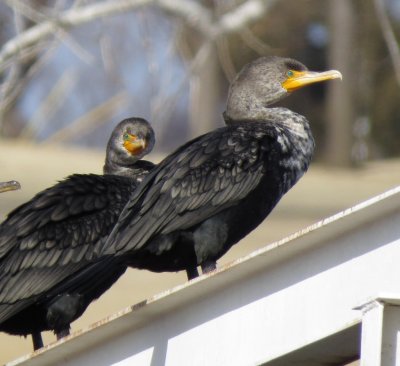 Double-Crested Cormorant