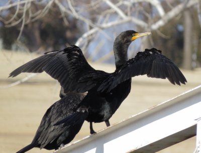 Double-Crested Cormorant