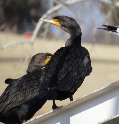 Double-Crested Cormorant