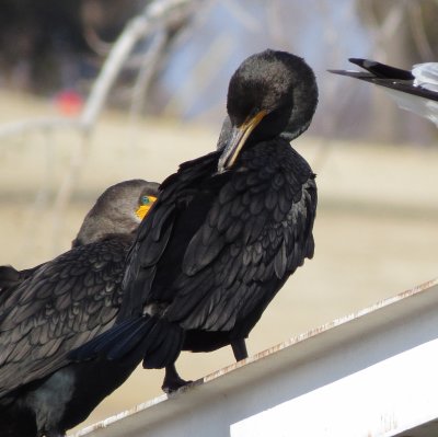 Double-Crested Cormorant
