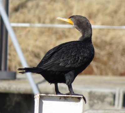 Double-Crested Cormorant