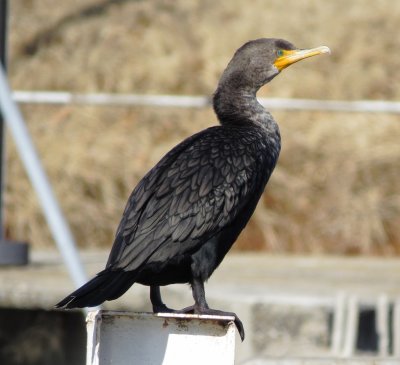 Double-Crested Cormorant
