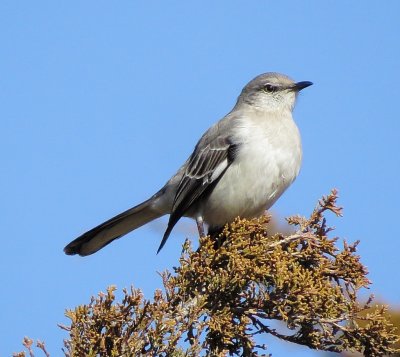 Northern Mockingbird