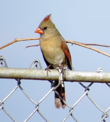 Northern Cardinal