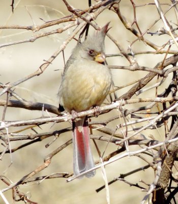 Pyrrhuloxia