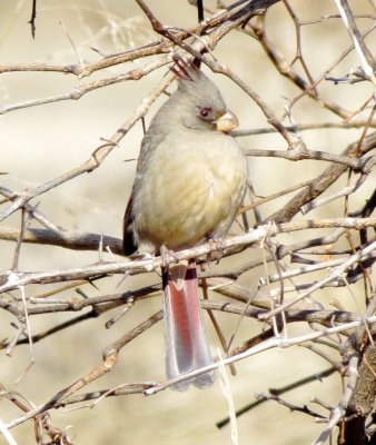Pyrrhuloxia