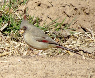 Pyrrhuloxia