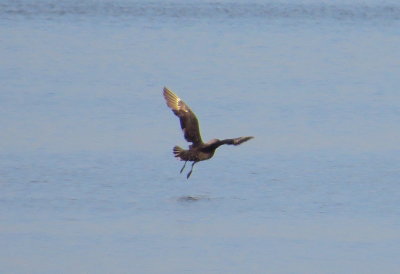 South Polar Skua
