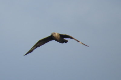 South Polar Skua