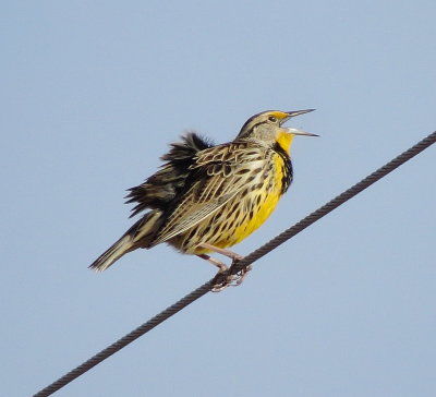 Eastern Meadowlark