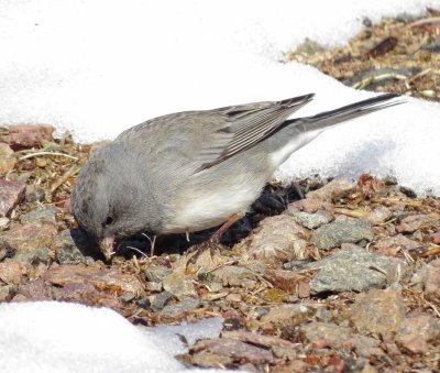 Dark-Eyed Junco
