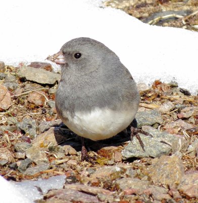 Dark-Eyed Junco