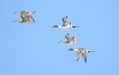 Northern Pintail