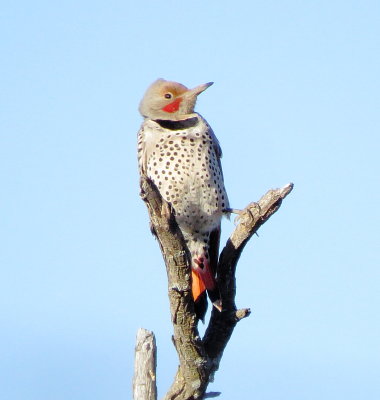 Northern Flicker