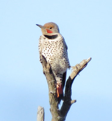 Northern Flicker