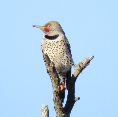 Northern Flicker