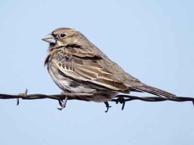 Lark Bunting