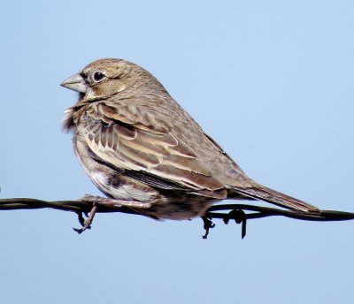 Lark Bunting