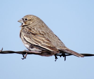 Lark Bunting