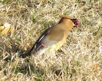 Cedar Waxwing