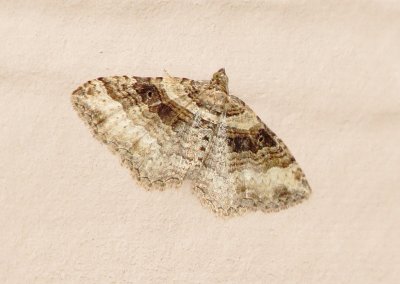 Bent-Lined Carpet Moth