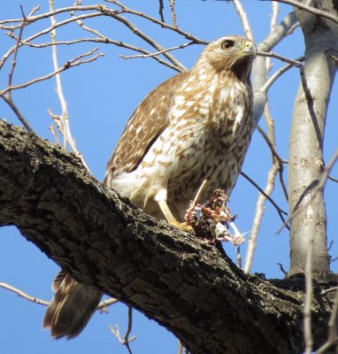 Red-Shouldered Hawk