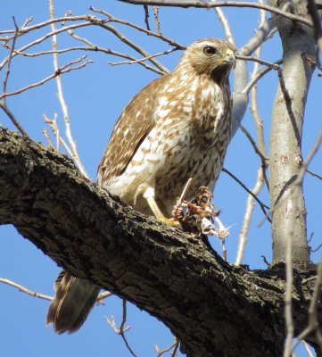 Red-Shouldered Hawk