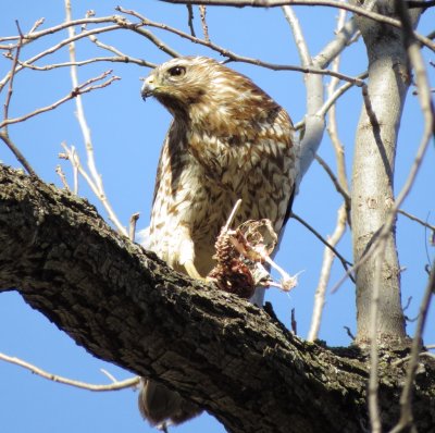 Red-Shouldered Hawk