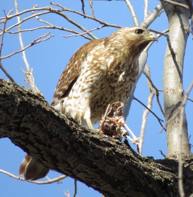 Red-Shouldered Hawk