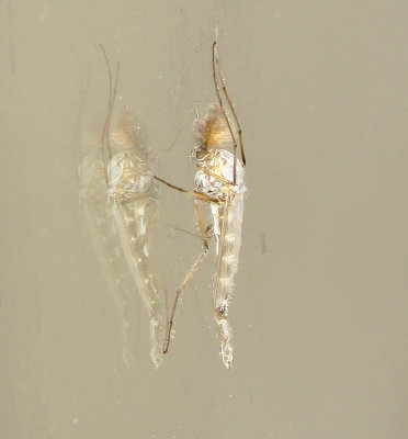 Non-Biting Midge Species