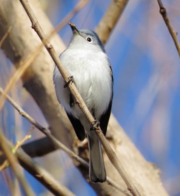 Blue-Gray Gnatcatcher
