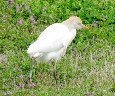 Western Cattle Egret