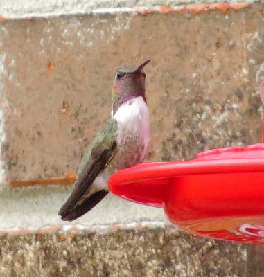 Costa's Hummingbird